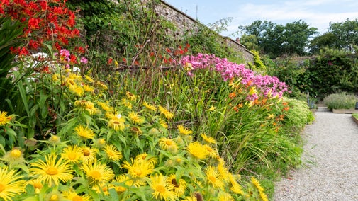 A flower border in bloom during summer at Llanerchaeron, Ceredigion